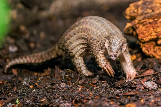 /media/25587/zoopraha_luskoun