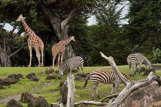 /media/25821/zoo-unsplash