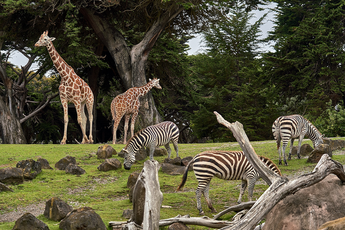 /media/25821/zoo-unsplash
